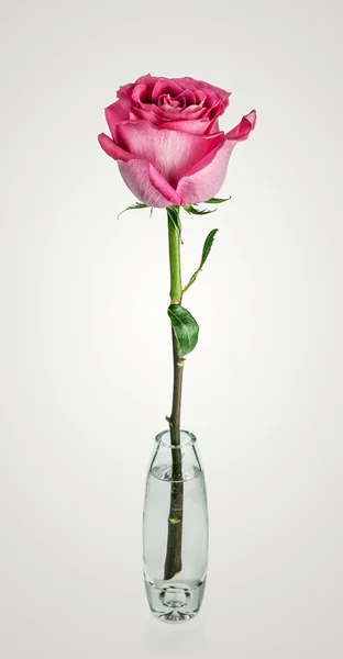 Pink Rose in glass vase isolated over white — Stock Photo, Image