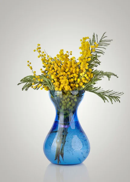 Ramo de flores de acacia mimosa amarilla en jarrón de cristal azul isola —  Fotos de Stock