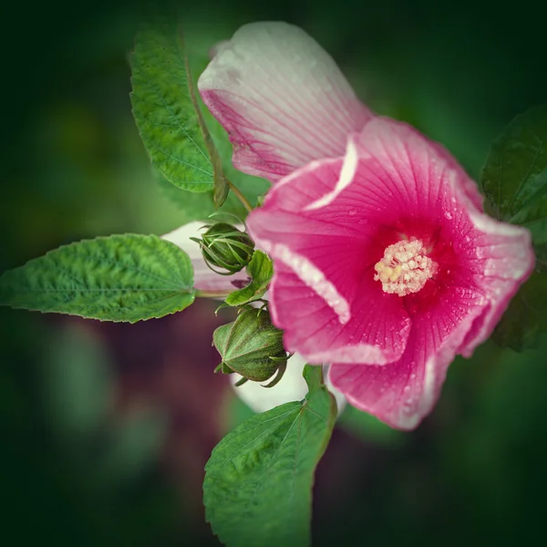 Kwiaty różowe mallow (Malwa, Malwa różowa) — Zdjęcie stockowe