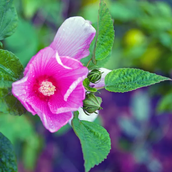 Kwiaty różowe mallow (Malwa, Malwa różowa) — Zdjęcie stockowe