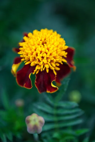 카네이션 (dianthus) 꽃 — 스톡 사진