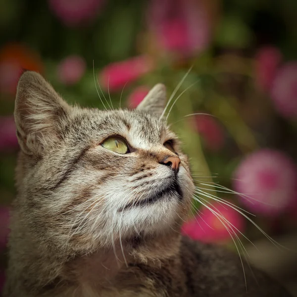 Cat outside with a Fall color background. Tight depth of field, highlighting the cat's eyes and nose area. — Stock Photo, Image