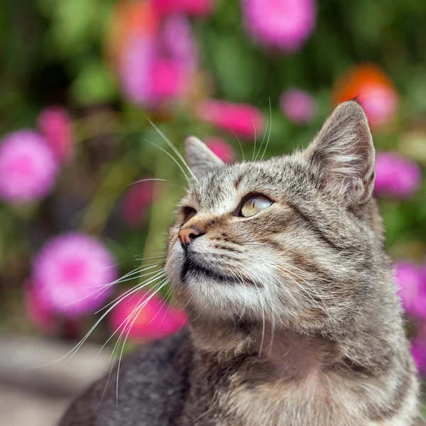 Kočka venku podzim barvou pozadí. těsné hloubka ostrosti, kočičí oči a nos oblasti. — Stock fotografie