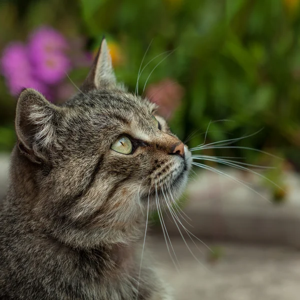 Cat outside with a Fall color background. — Stock Photo, Image