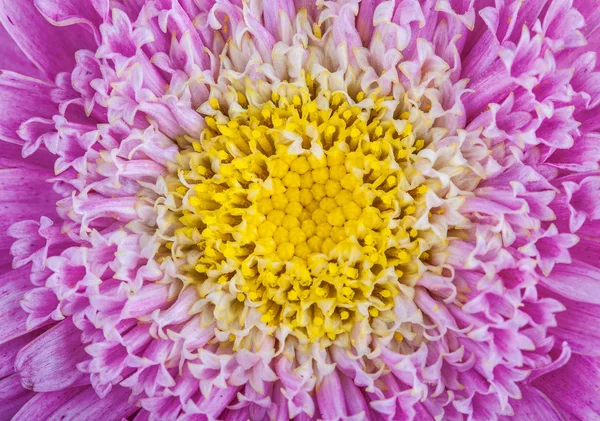 Macro of Chrysanthemum Flower Purple — Stock Photo, Image