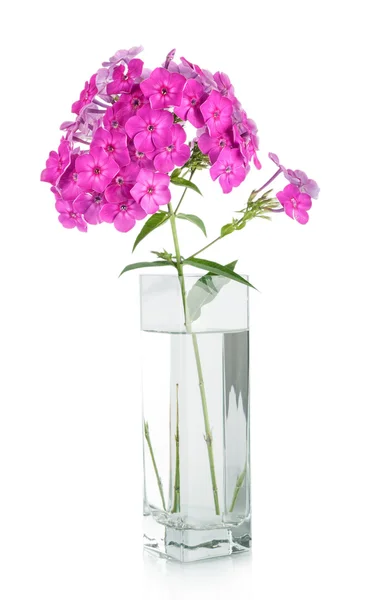 Bouquet d'oeillets roses dans un vase isolé sur blanc — Photo