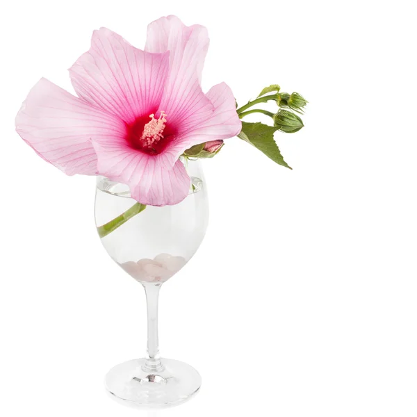 Rózsaszín mályva virág (mályvarózsa, alcea érdes rosea) — Stock Fotó