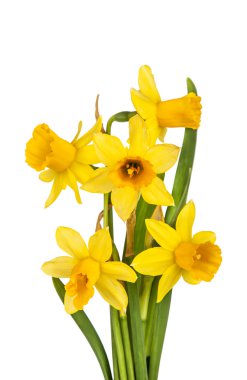 güzel sarı nergis çiçekleri beyaz zemin üzerine izole