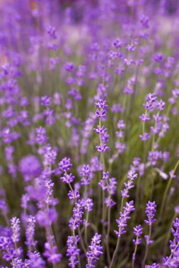 Lavanta Çiçekleri Arkaplanı