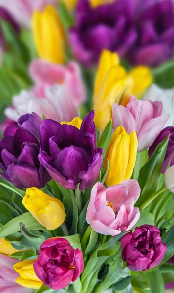 Hermosos tulipanes flores fondo — Foto de Stock