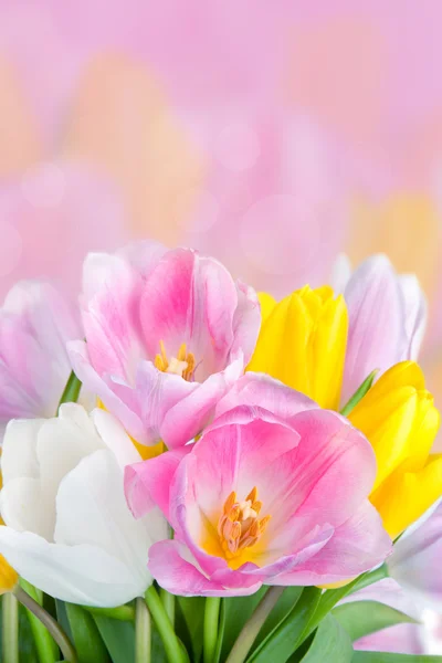 Bei tulipani Fiori sfondo — Foto Stock