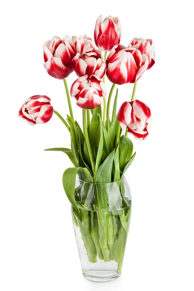 Hermoso ramo de flores de tulipanes rojos en jarrón aislado sobre fondo blanco — Foto de Stock