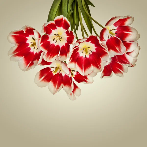 美丽的红色郁金香花花束 — 图库照片