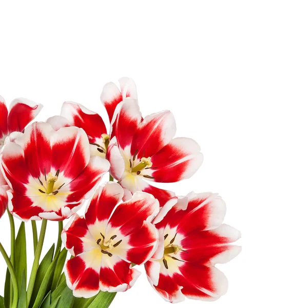 güzel kırmızı lale çiçek buketi아름 다운 빨간 튤립 꽃 꽃다발