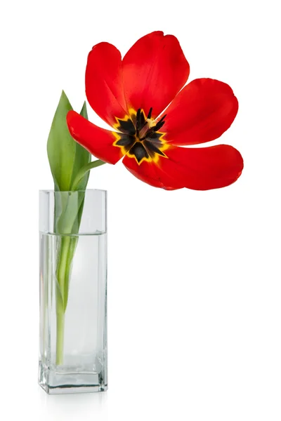 Schöne rote Tulpen Blumenstrauß in der Vase isoliert auf weißem Hintergrund — Stockfoto