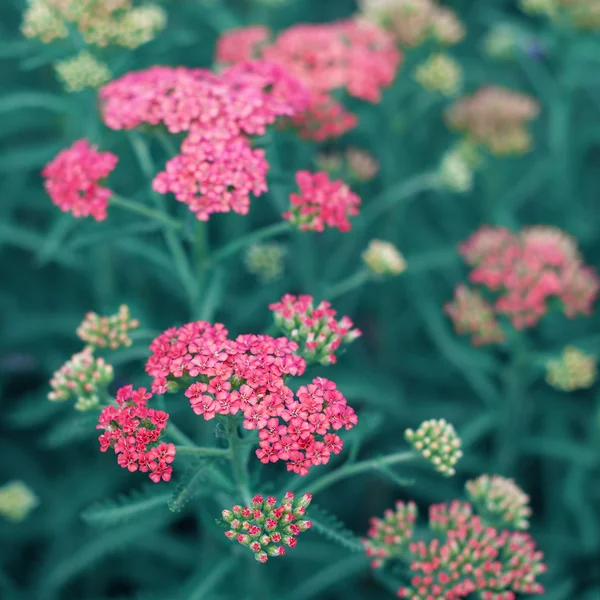 Beautiful fresh purple flowers field, abstract dreamy floral background, sun light, soft focus, spring season — Stock Photo, Image