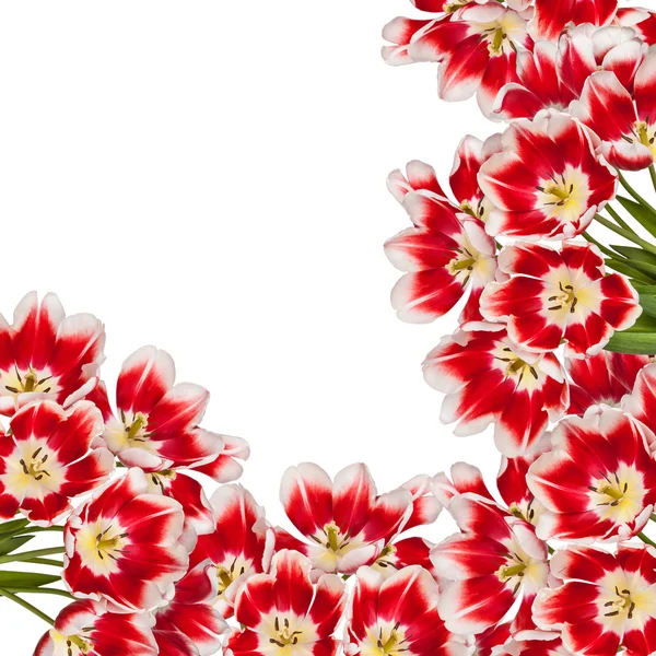 Linda tulipas vermelhas flores buquê fundo — Fotografia de Stock
