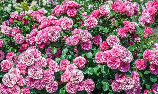 Schöne rosa Rosen blühen im Garten, im Freien — Stockfoto