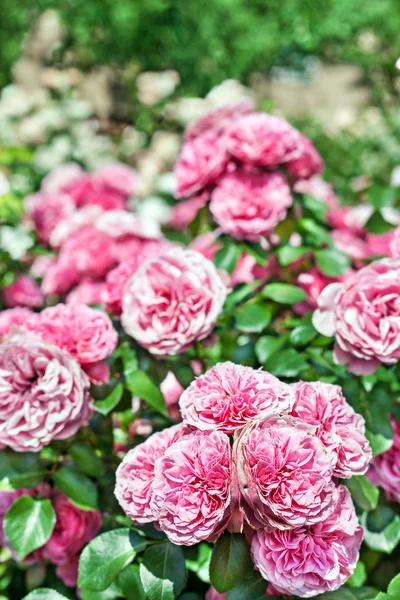 Bahçede açık havada güzel pembe Gül çiçek — Stok fotoğraf