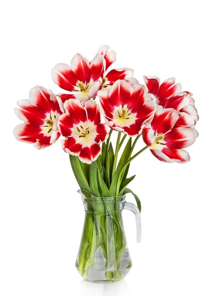 Schöne rote Tulpen Blumenstrauß in der Vase isoliert auf weißem Hintergrund — Stockfoto