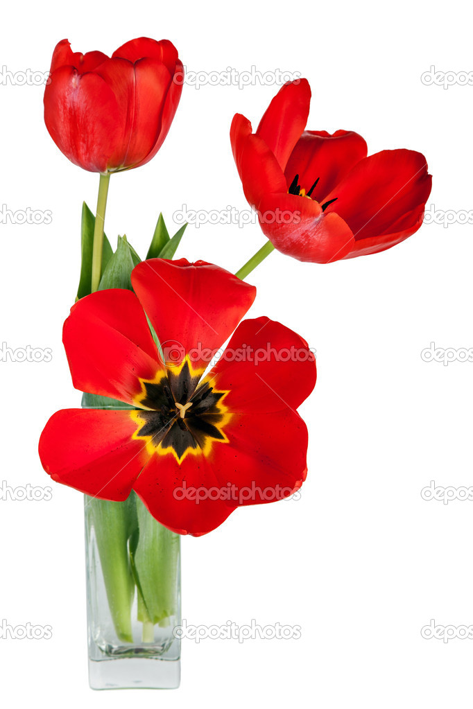 Beautiful red tulips flowers bouquet in vase isolated on white background