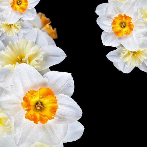 Narciso bianco — Foto Stock