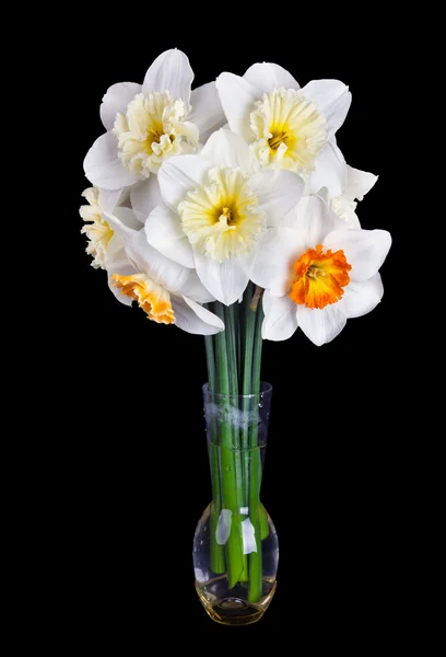 Bílý Narcis — Stock fotografie