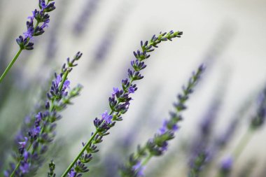 Lavanta. Çiçek açan mor kokulu lavanta çiçekleri tarlada. Yakından güzel yetişen lavanta rüzgarda sallanıyor, hasat ediyor. Doğa Arkaplanı. Mor aromalı çiçeklerin çalılıklarına odaklan.