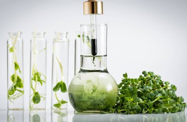 Laboratuvarda bitki ile test tüpü. Klorofil özü, mikro yeşillikler veya organik bitki tohumlarından filizlenen çiğ canlı sebzeler. Yetiştirilen taze bitkiler, diyet, sağlıklı yiyecekler