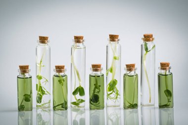 Test tube with plant in laboratory. Chlorophyll extract, Micro greens or sprouts of raw live sprouting vegetables sprout from organic plant seeds. Growing  fresh plants, diet, healthy food clipart