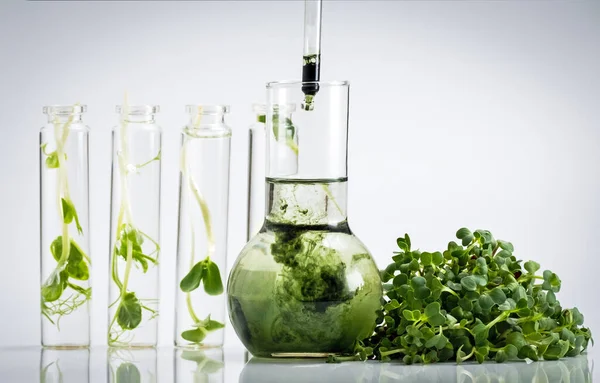 Test tube with plant in laboratory. Chlorophyll extract, Micro greens or sprouts of raw live sprouting vegetables sprout from organic plant seeds. Growing  fresh plants, diet, healthy food