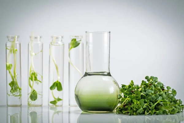 Test tube with plant in laboratory. Chlorophyll extract, Micro greens or sprouts of raw live sprouting vegetables sprout from organic plant seeds. Growing  fresh plants, diet, healthy food