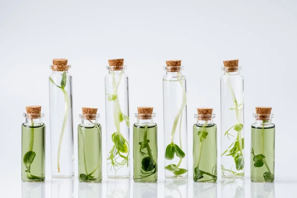 Test Tube Plant Laboratory Chlorophyll Extract Micro Greens Sprouts Raw — Stock Photo, Image