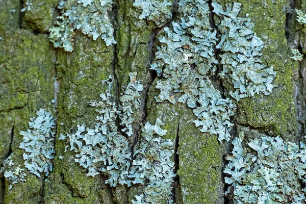 绿苔长在树干的树皮上 热带雨林茂密的苔藓覆盖着一棵树的树皮 大自然 自然背景选择性聚焦 — 图库照片