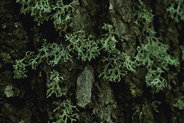 Muschio Verde Che Cresce Corteccia Tronco Albero Nell Autunno Corteccia — Foto Stock