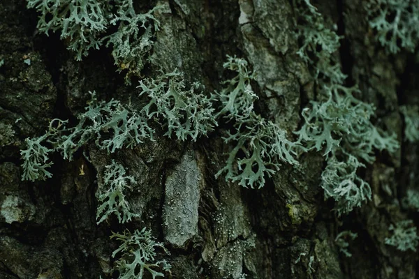 Green Moss Growing Bark Tree Trunk Autumn Dense Moss Covered — Stock Photo, Image