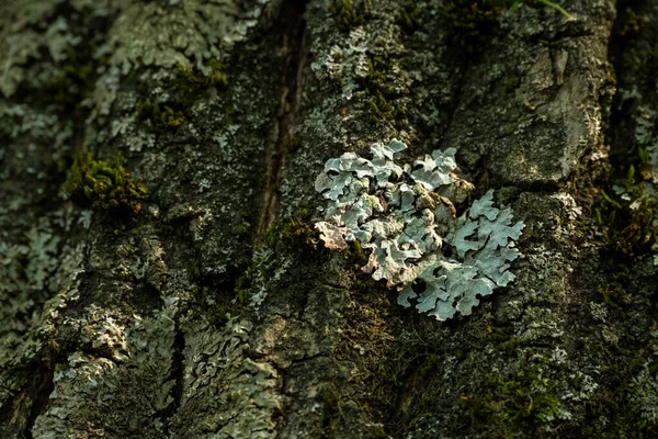 绿苔长在树干的树皮上 热带雨林茂密的苔藓覆盖着一棵树的树皮 大自然 自然背景选择性聚焦 — 图库照片