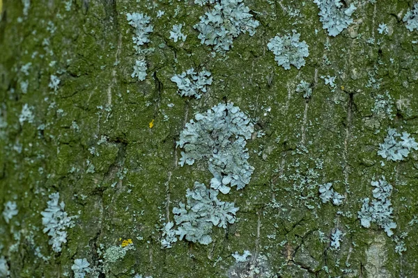 绿苔长在树干的树皮上 热带雨林茂密的苔藓覆盖着一棵树的树皮 大自然 自然背景选择性聚焦 — 图库照片