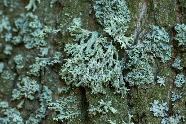绿苔长在树干的树皮上 热带雨林茂密的苔藓覆盖着一棵树的树皮 大自然 自然背景选择性聚焦 — 图库照片