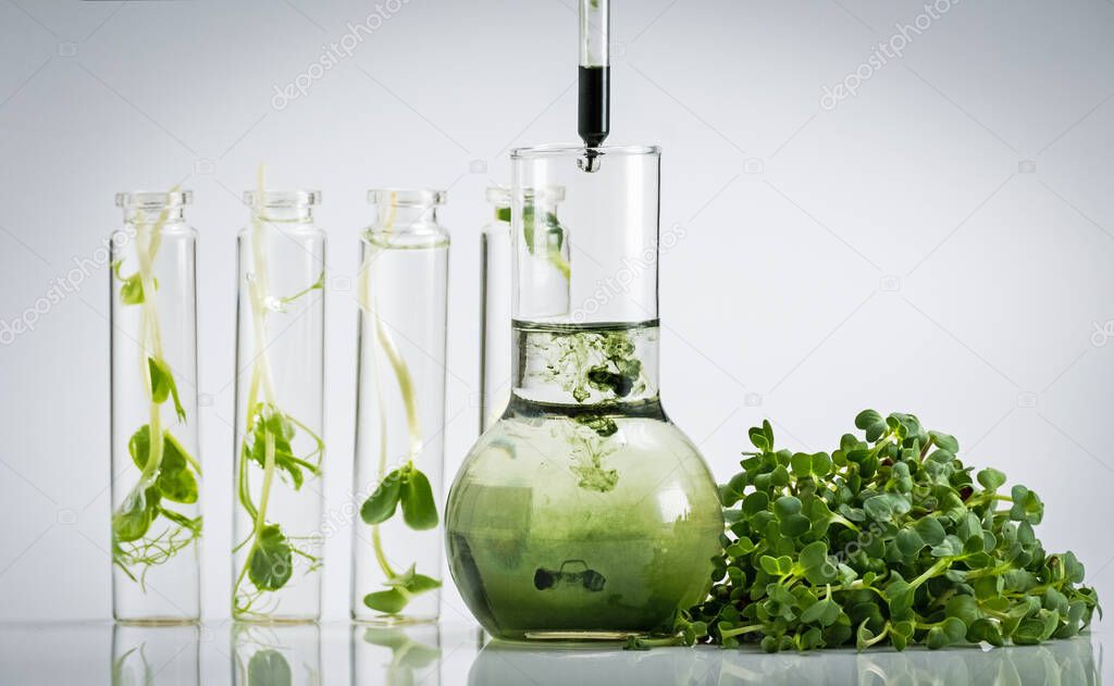 Test tube with plant in laboratory. Chlorophyll extract, Micro greens or sprouts of raw live sprouting vegetables sprout from organic plant seeds. Growing  fresh plants, diet, healthy food
