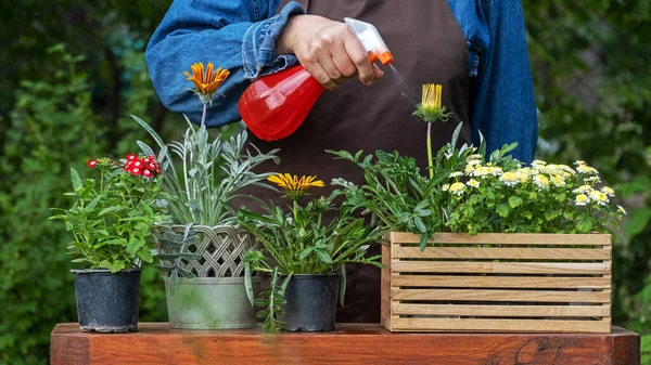 Sprays Water Flowers Flowerpots Garden Florist Working Spray Takes Care — Stok fotoğraf