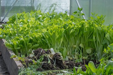 Romaine lettuce green leaves background. Romaine lettuce grows in the soil. Organic salad, ready to be harvested. Fresh lettuce leaves. Salad plant close-up. Organic food, keto or paleo diet. Agricultural industry  