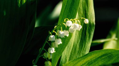 Lily of the valley spring flowers blooming. Convallaria majalis close-up. Small white lily-of-the-valley flowers and young green leaves. The first lilies of the valley wild forest flowers bloom Nature