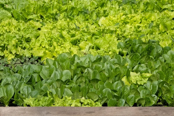 Romaine lettuce green leaves background. Romaine lettuce grows in the soil. Organic salad, ready to be harvested. Fresh lettuce leaves. Salad plant close-up. Organic food, keto or paleo diet. Agricultural industry