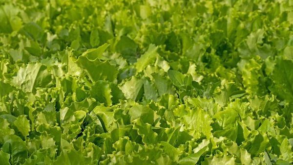 Romaine Lettuce Green Leaves Background Romaine Lettuce Grows Soil Organic — Foto de Stock
