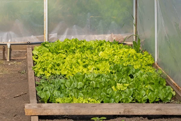 Romaine lettuce green leaves background. Romaine lettuce grows in the soil. Organic salad, ready to be harvested. Fresh lettuce leaves. Salad plant close-up. Organic food, keto or paleo diet. Agricultural industry