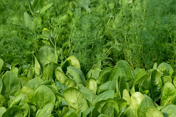 Lettuce green leaves, Romaine lettuce,  dill, parsley grows in the soil. Organic salad, ready to be harvested. Fresh lettuce leaves background. Salad plant close-up. Organic food, keto or paleo diet. Agricultural industry