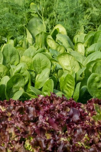Lettuce green leaves, Romaine lettuce,  dill, parsley grows in the soil. Organic salad, ready to be harvested. Fresh lettuce leaves background. Salad plant close-up. Organic food, keto or paleo diet. Agricultural industry