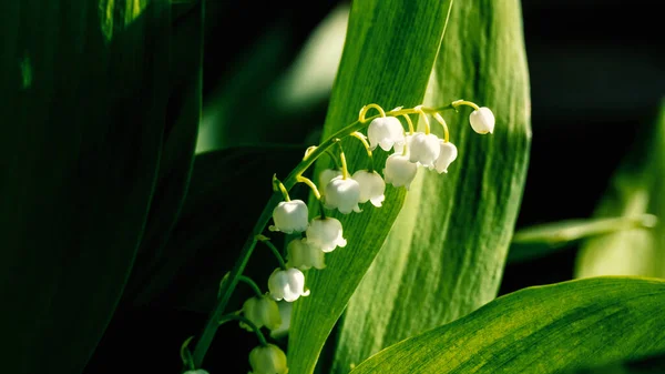 Lily Valley Spring Flowers Blooming Convallaria Majalis Close Small White — Zdjęcie stockowe