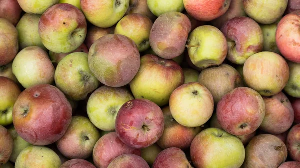 Raccolta Mele Fresche Mele Naturali Sfondo Primo Piano — Foto Stock